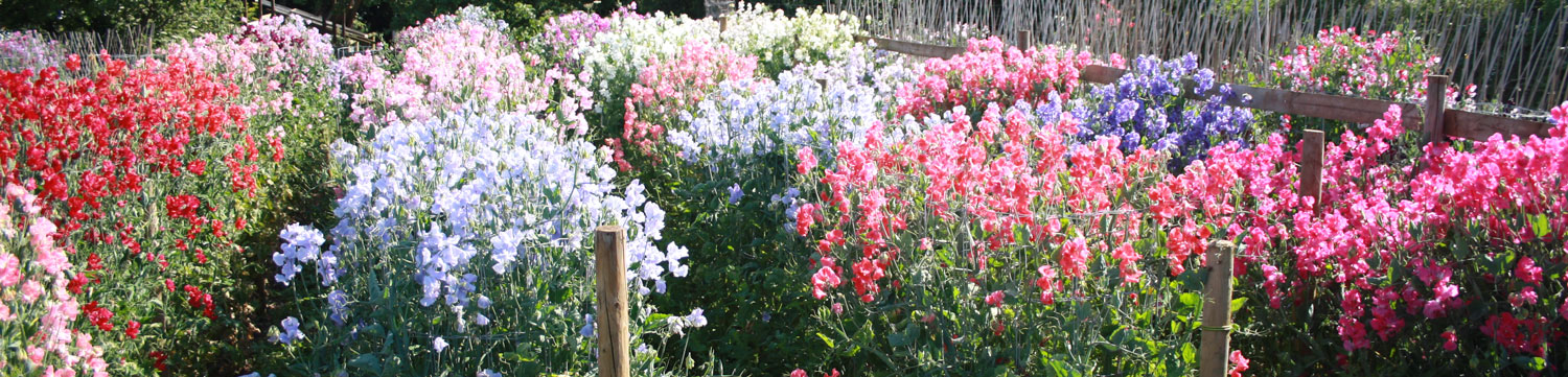 Somerset Sweet Peas