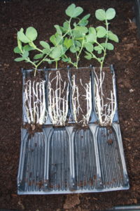 Root trainer grown sweet peas