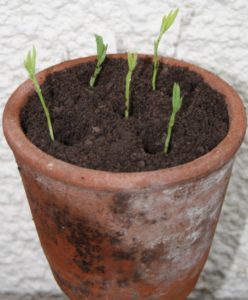 Transplanted seedlings