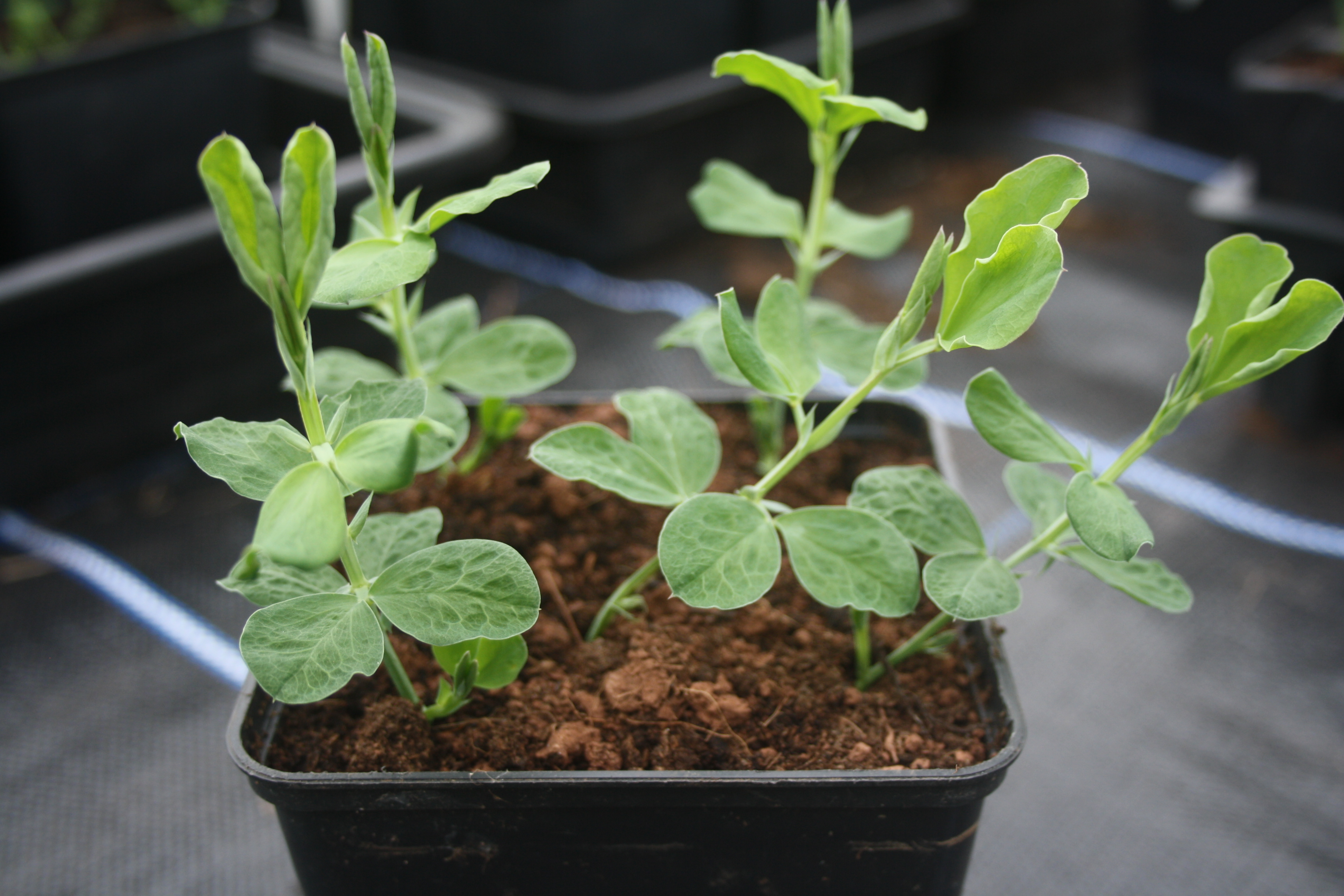 Autumn sown Sweet Pea Plants