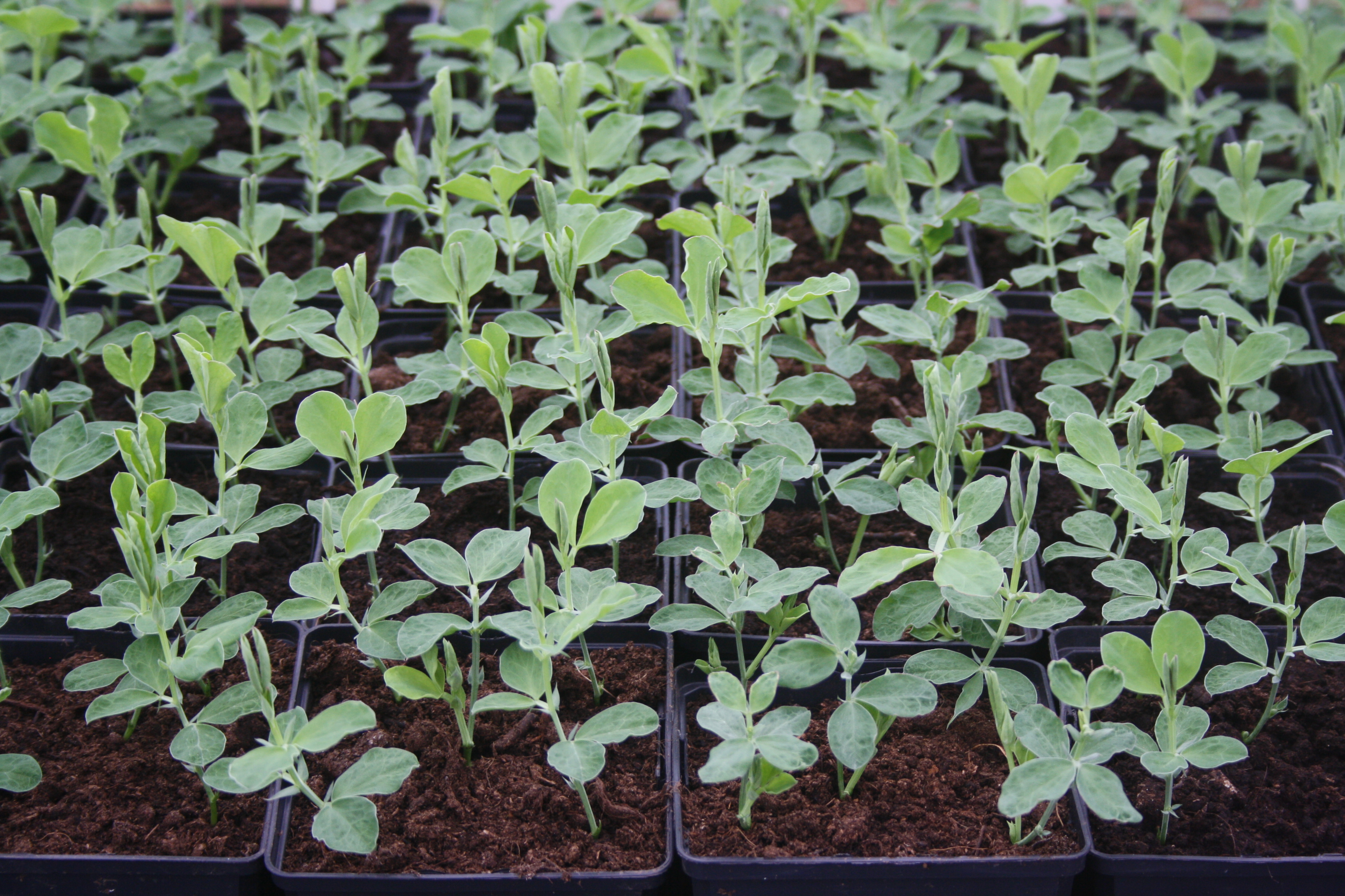 Autumn sown Sweet Pea Plants