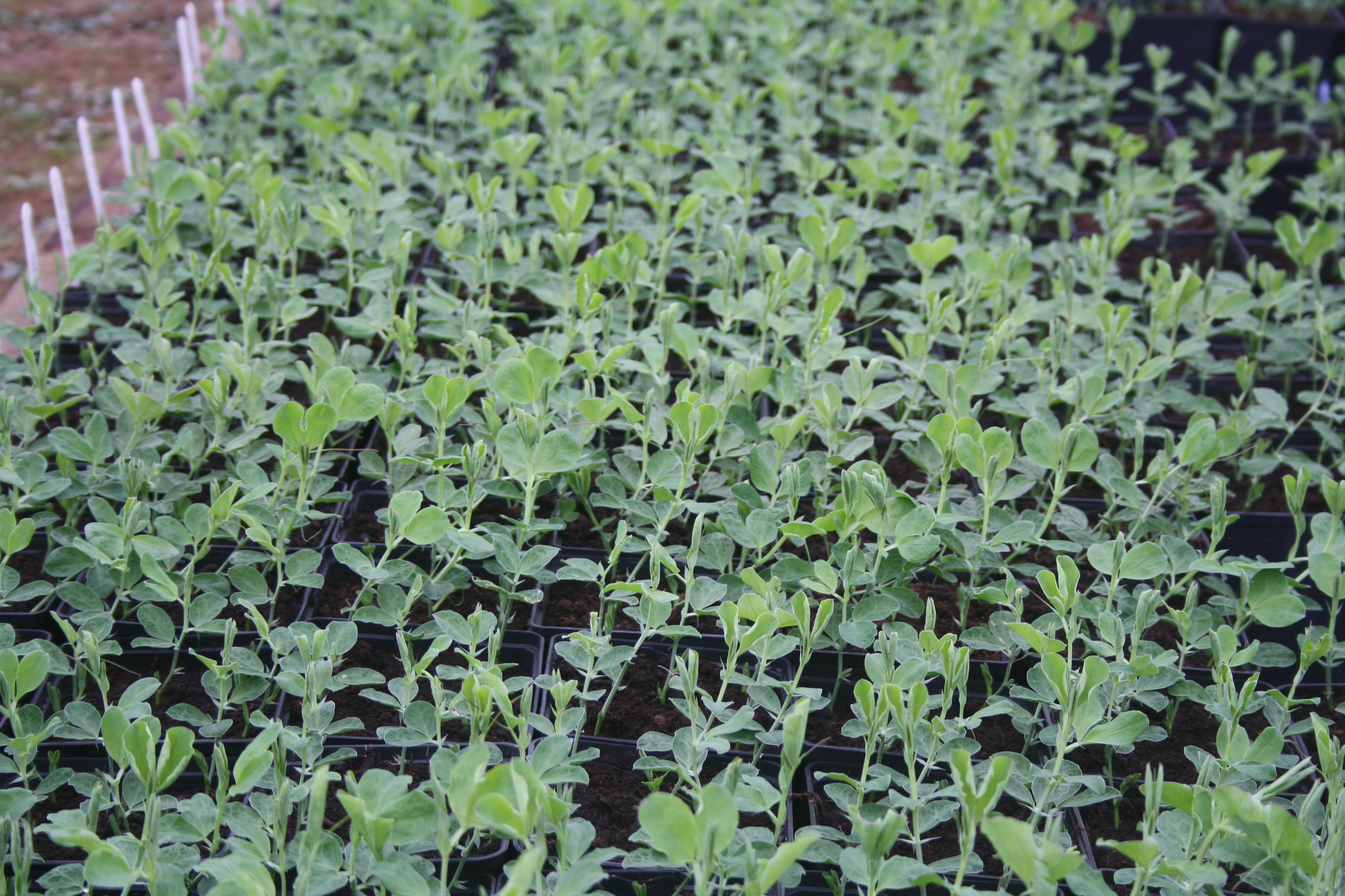 Autumn sown Sweet Pea plants