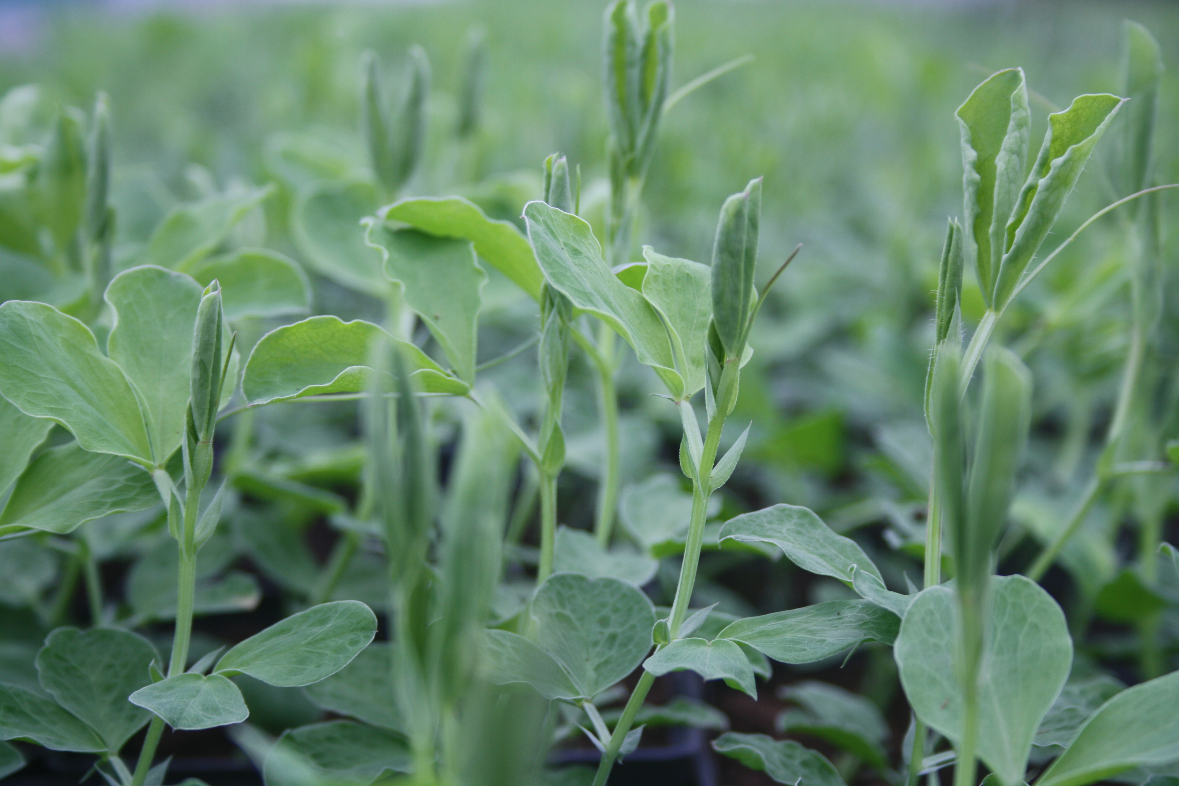 Autumn sown Sweet Pea plants