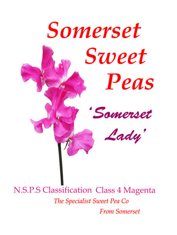 "Somerset Lady"