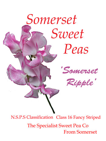 "Somerset Ripple"