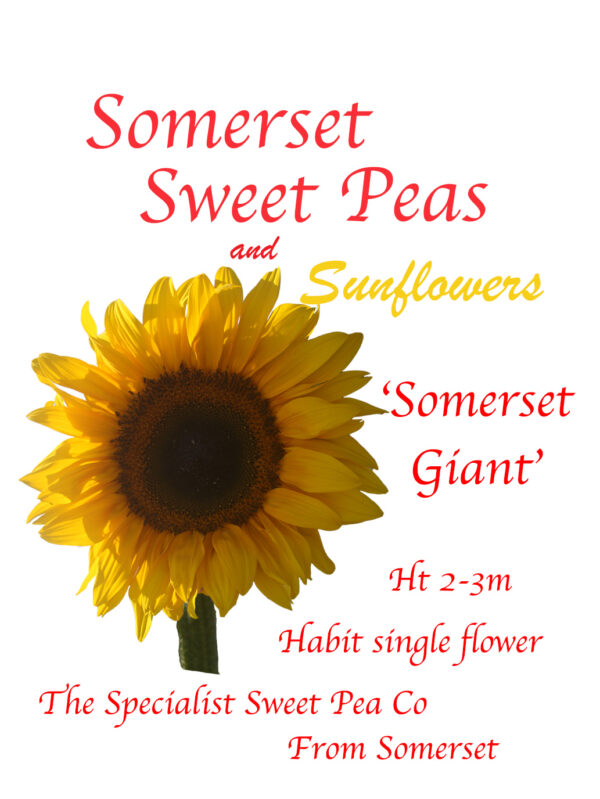 Somerset Giant