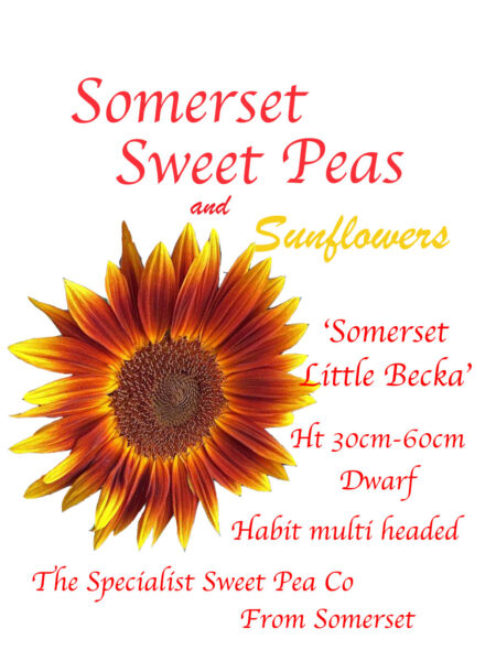 Somerset 'Little Becka'