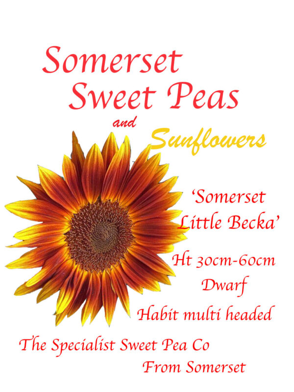 Somerset 'Little Becka'