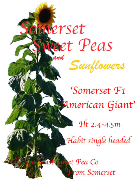 'Somerset F1 American Giant'