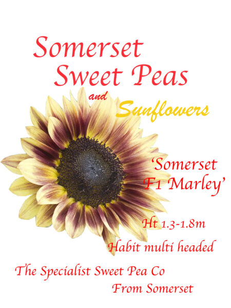 Somerset F1 Marley