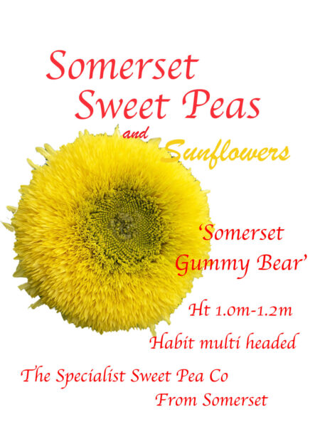 Somerset Gummy Bear