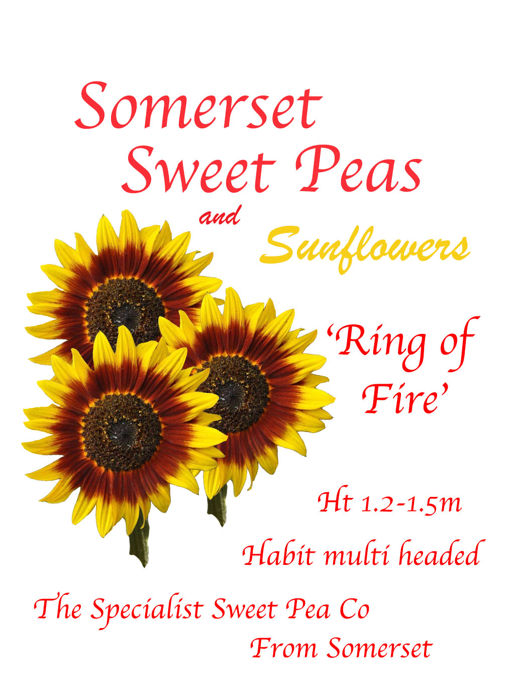Sunflower Ring of Fire