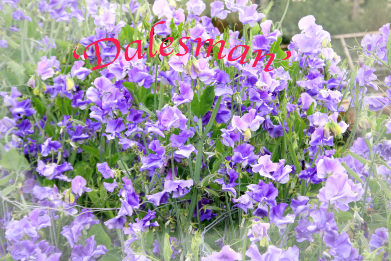 Dalesman