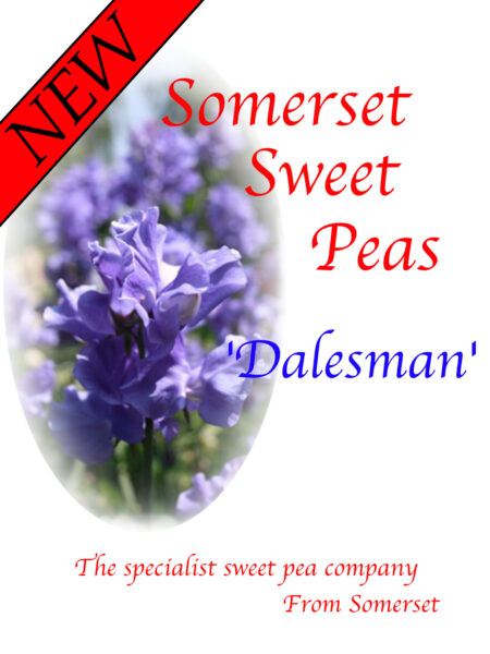 'Dalesman'