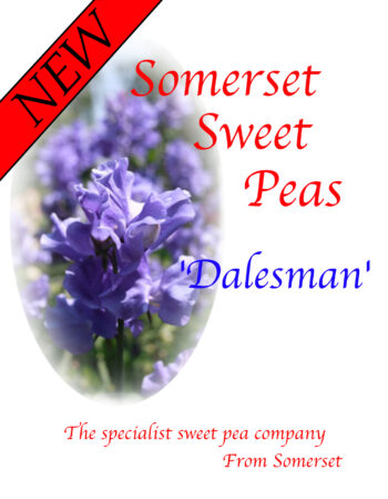 'Dalesman'